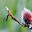 바람난강아지 이미지
