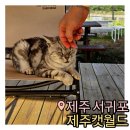 캣월드 | [제주/서귀포] 유기묘 100마리가 있는 고양이 카페 &#39;제주캣월드&#39; 솔직후기 / 내돈내산