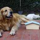 웃는강아지 이미지