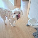 싱포밀 | 강아지 화식 추천, 싱포밀 캥거루 미니 먹여본 내돈내산 후기