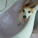 아이펫샵 이미지