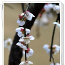 꽃피는 풍경 이미지