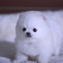 화이트포메라니안 이미지