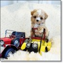 강아지분양 애견입양 아이러브독 수원점 말티푸미니비숑포메 이미지