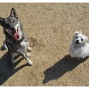 진이애견 이미지