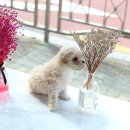 꼬꼬마 강아지 이미지