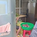 담벼락옥수수 이미지