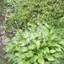 들꽃정원민박 이미지