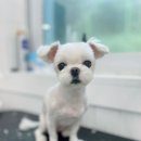 하이 꼬야 이미지