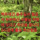 백두산삼