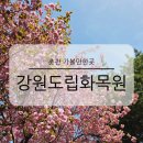 자연-꽃 | 춘천 가볼만한곳 강원도립화목원 입장료 꿀팁 튤립 겹벚꽃 명소 꽃구경 여행코스