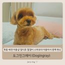 도그인 그레이 | 목동 애견 미용샵 말티푸 잼잼이 스파부터 미용까지 완벽 변신 - 도그인그레이(Dogingray)