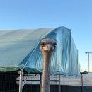 애니멀필드2 이미지