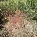 황금5로 이미지