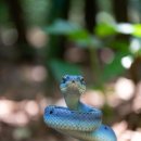 미수농장 | “뱀 꿈 해몽 2025 초완벽 상세판 │ 흰뱀? 검은뱀? 물림? 100가지 상황별 해석