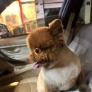 땡큐 펫 살롱 이미지