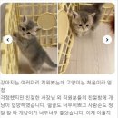 대구고양이분양 테디럽 이미지