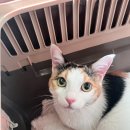 샤인동물메디컬센터 | 고양이 심장병 증상 HCM 24시 동물병원 샤인동물메디컬센터