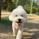 여주 멍스타 네이버블로그