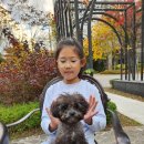 견공간샵 | 먼지 배냇미용 하남미사 견공간샵