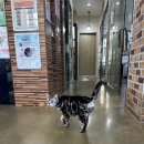 도안 ECO 종합동물병원 이미지