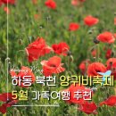 북천역 | 2026 하동 북천 꽃양귀비 축제 실시간 개화상태와 주차 정보
