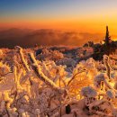 1.09일 태백산 겨울의 눈과 설화가 환상적인 태백산, 주목과 어우러진 설화는 동화 속의 설경 같다. 적설량이 많고 바람이 세차기로 유명하다 이미지