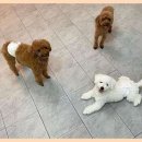 베베호텔 유치원 & 애견스파 이미지