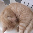 Hello Kitten 이미지