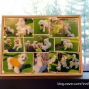 삐삐라떼 이미지