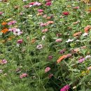 대한민국 국향대전 지역예술단체 공연 이미지