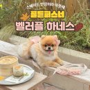 골든러플 | 겨울 강아지 하네스 추천 따뜻한 스웨이드 하네스옷 골든퍼스너 벨러플 후기