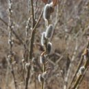 (주)산강아지 Daum카페