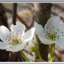 하얀배 민박 이미지