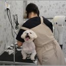 내 강아지 미용실 이미지