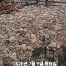 이마트24 고흥녹동점 | 남해 돌문어 금어기 해제 첫날(26년 7월9일) 고흥, 여수, 통영, 삼천포 조황 분위기 정리