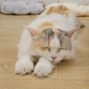 캣카페 집사의하루 분당점 이미지