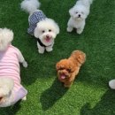 소심유치원 이미지