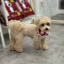 샤멍샤멍 이미지