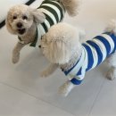 엘라 유치원 이미지