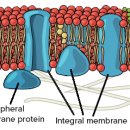 세포막 the plasma membrane- 단백질 Proteins 이미지