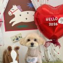 알로하펫 이미지