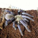 코발트블루 이미지