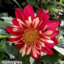 다알리아