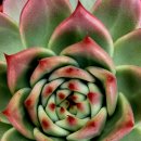 라온하제 이미지