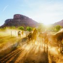 Beauty in Dog's 이미지