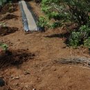 원순농장 | 호박묘/마디호박,맷돌호박묘 심기