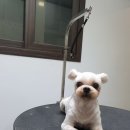 뽀뽀애견센타