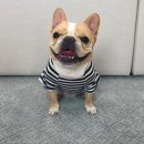 스타견 이미지