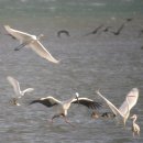 철새탐조대 이미지